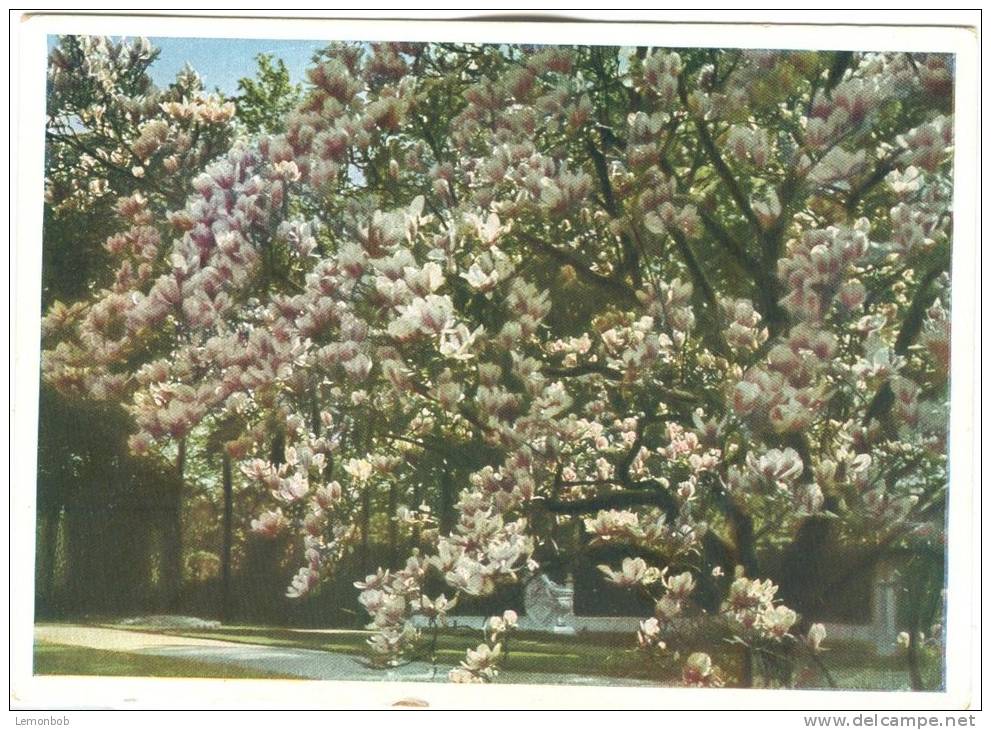 Germany, Die Grosse Magnolie, Auf Der Terrasse Des Schlosses Sanssouci, Unused Postcard [13303] - Potsdam