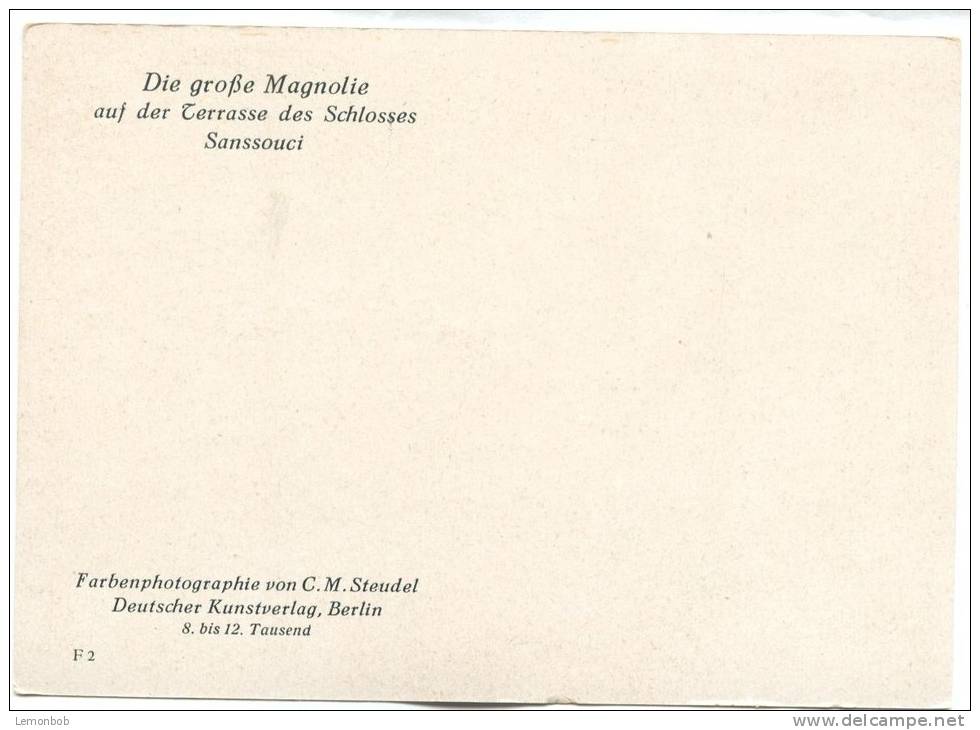 Germany, Die Grosse Magnolie, Auf Der Terrasse Des Schlosses Sanssouci, Unused Postcard [13303] - Potsdam