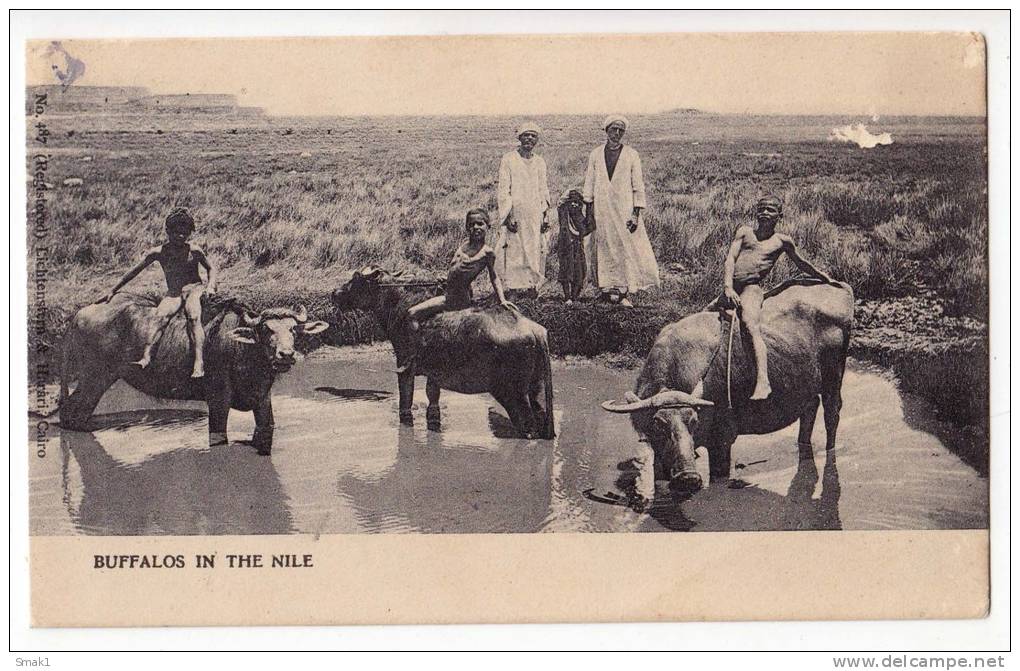 AFRICA EGYPT BUFFALOS IN THE NILE RIVER L&H CAIRO Nr. 487 OLD POSTCARD - Other & Unclassified