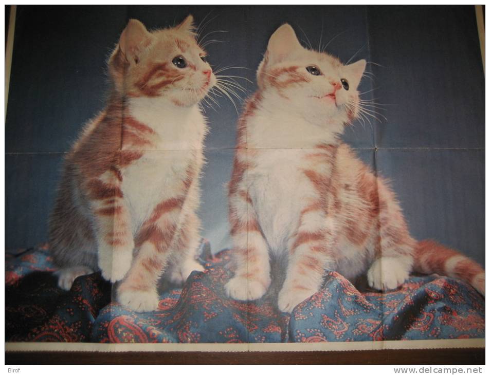 POSTER 2 GATTINI - Animali Da Compagnia