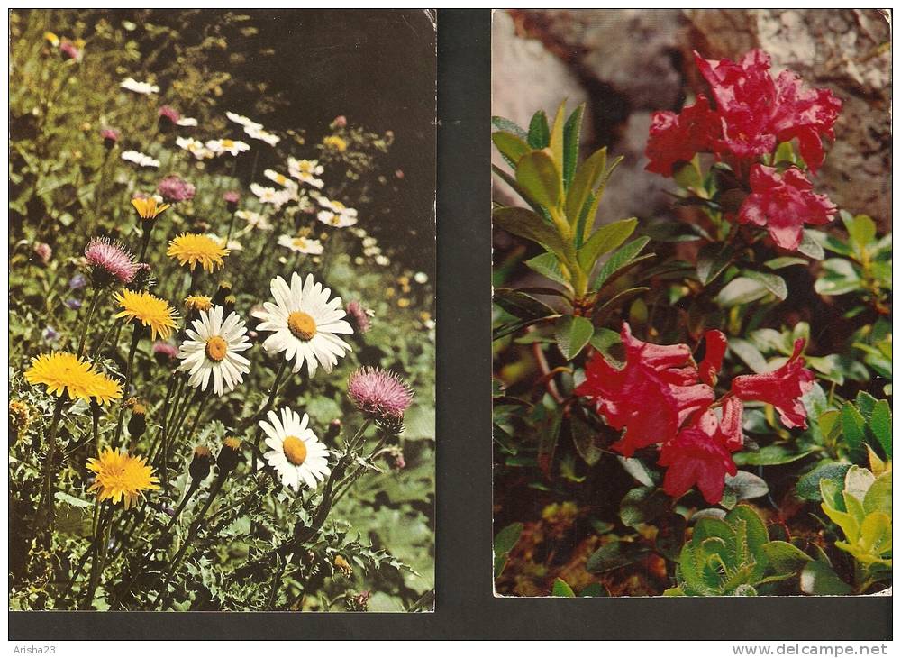 5k. FLORA - Flower - Flowers Daisy Mdeicinal Plants Flowers Etc - Set Of 2 - Medicinal Plants