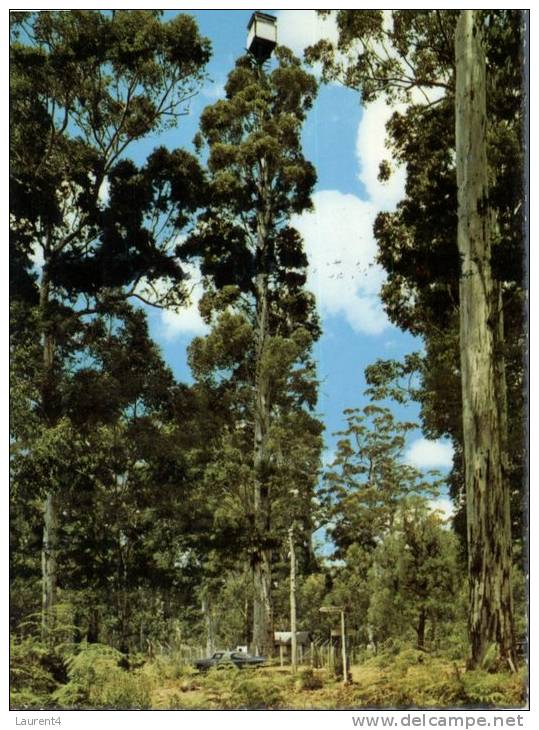 (916) Australia - WA - Gloucester Tree - Other & Unclassified