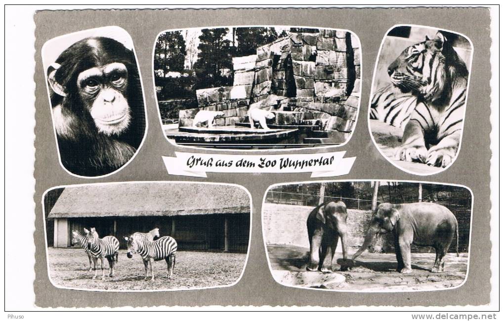 D3447     WUPPERTAL : Zoo  Multiview  ( Dierentuin) - Wuppertal