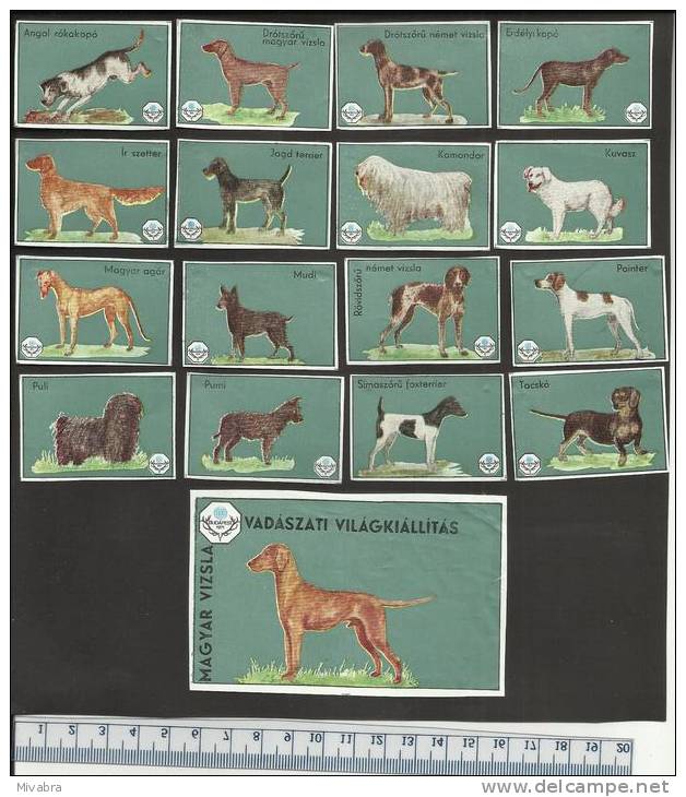 DOGS CHIENS HONDEN HUNDE TERRIER IRISH SETTER KUVASZ POINTER RETRIEVER TECKEL DACHSHUND Matchbox Labels - Boites D'allumettes - Etiquettes