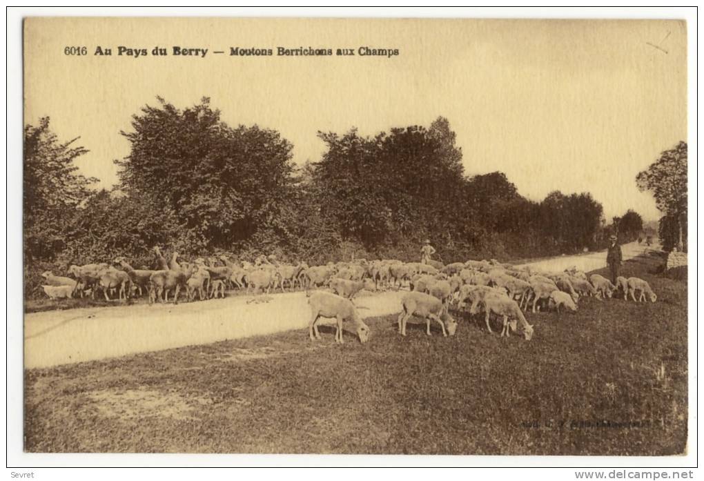 Série "AU PAYS DU BERRY"   Moutons Berrichons Aux Champs - Viehzucht