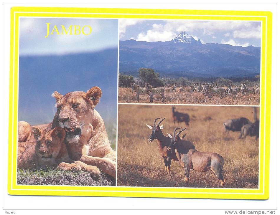 Afrique - Kenya - Jambo - Lions, Grevy´s Zebra Beneath Mount Kenya And Topi - Kenia