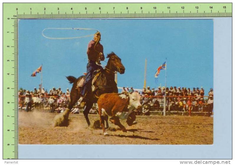 Calgary   ( Calf Roping By Gibbons ) Post Card Carte Postale - Calgary