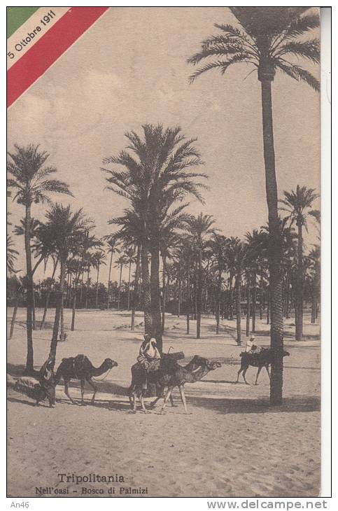 TRIPOLITANIA - NELL'OASI BOSCO DI PALMIZI  5 OTTOBRE 1911 VG 1911   BELLA FOTO D´EPOCA ORIGINALE 100% - Libya