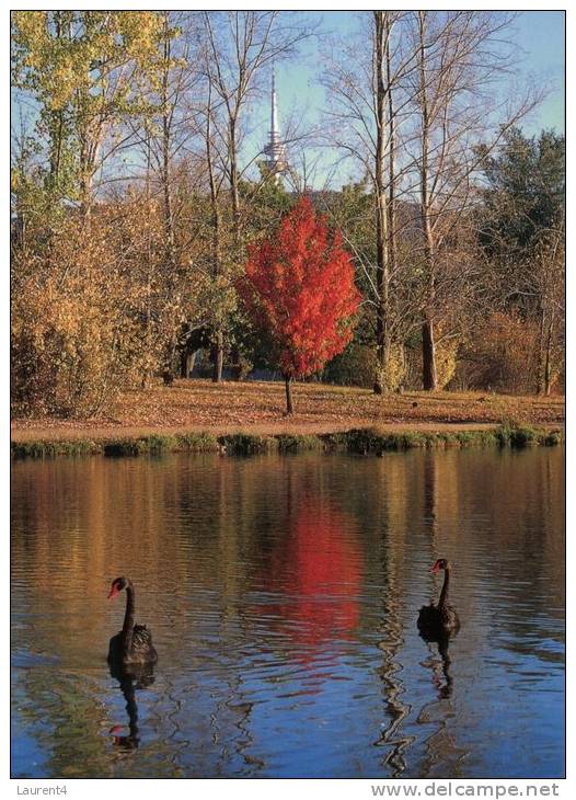 (380) Australia - ACT - Canberra Lake & Swan - Canberra (ACT)