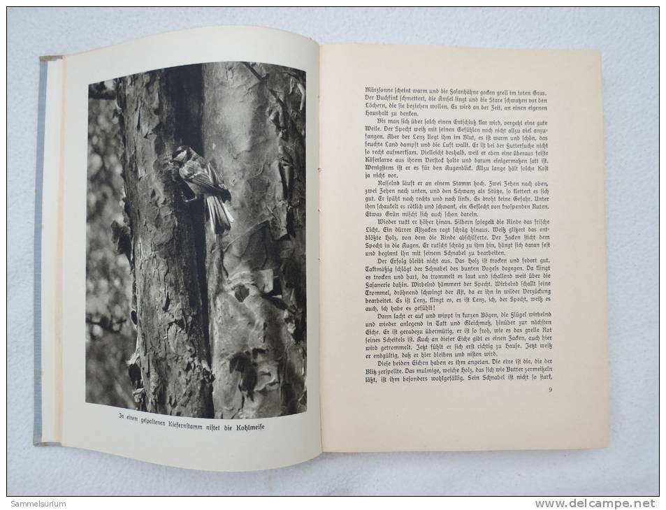 "Schwingen über Feld Und Flur" Von Franz Graf Zedtwitz (Bilder Aus Der Heimischen Vogelwelt) Von 1940 - Dieren
