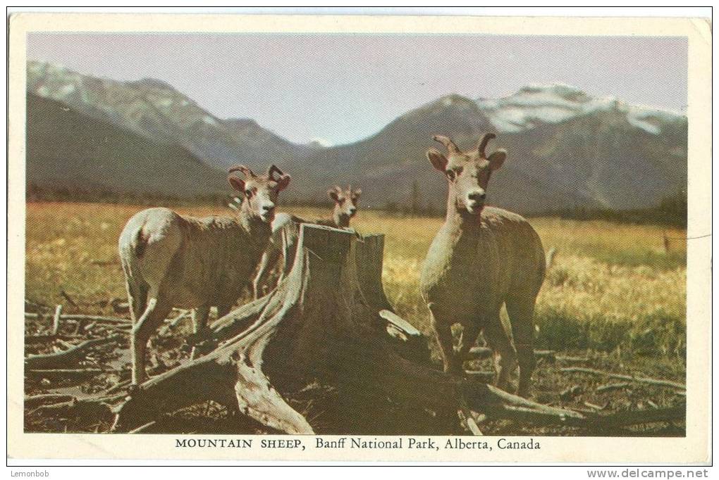 Mountain Sheep, Banff National Park, Alberta, Canada, Unused Postcard [13401] - Banff