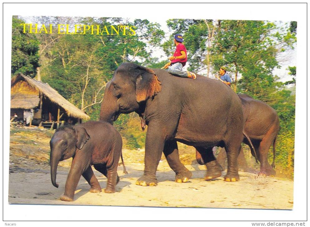 Thaïlande - That Elephants - Tailandia