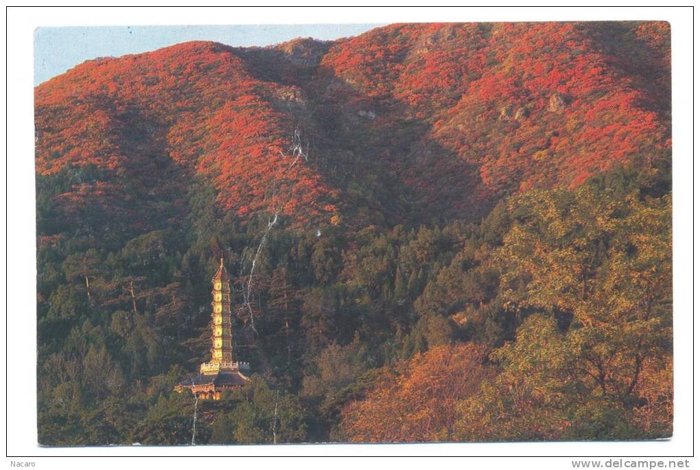 Thaïlande - The Fragrant Hills - Sjangsan Parko - Tailandia