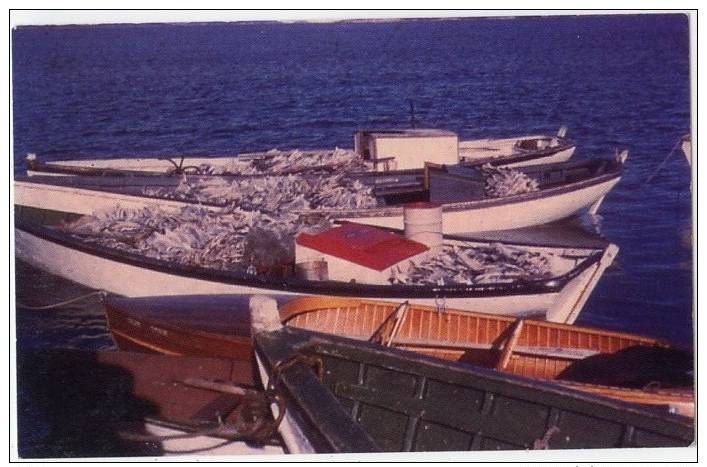 Chrome Postcard, Dried Codfish At Makkovik, About To Be Shipped, Mid-1960´s, Labrador (ref.#-2174c) - Other & Unclassified