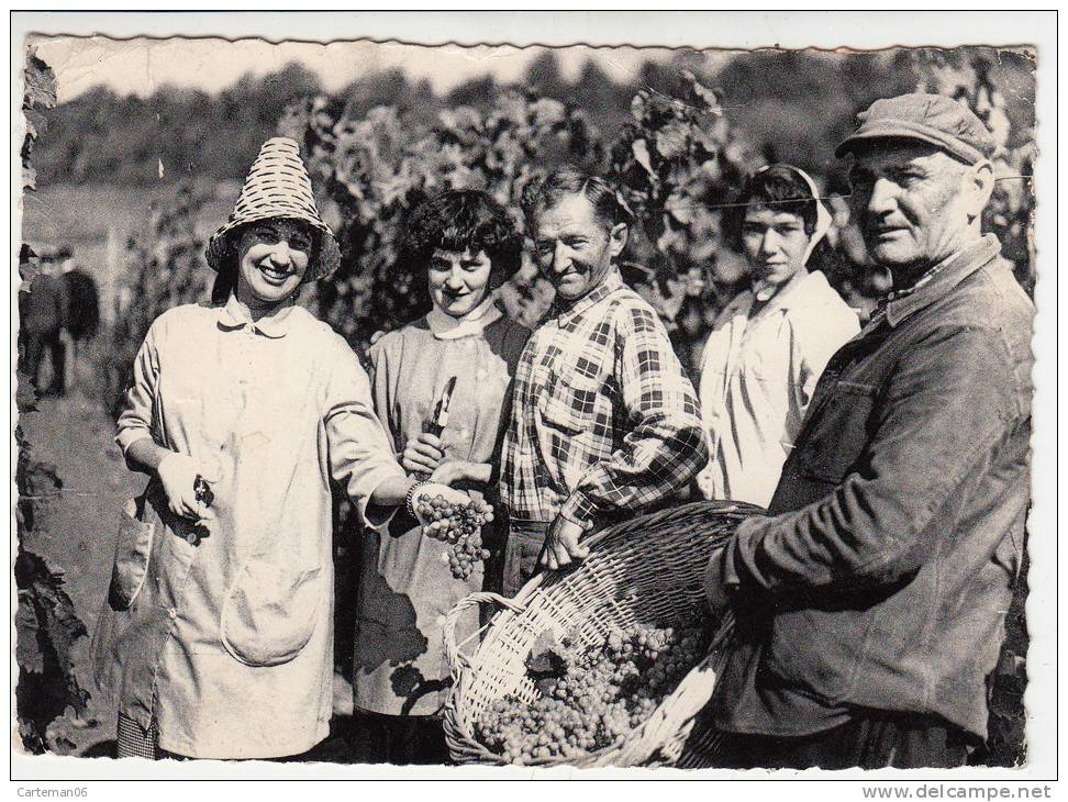 Belgique - Torgny En Gaume - 1re Vendange (vignobles D'Ardenne Et Gaume) - Rouvroy