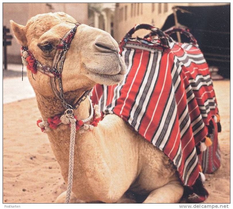 POSTKARTE DUBAI KAMEL DIE SONNE DUBAIS BRINGT JEDEN ZUM LÄCHELN ARABISCHE WEISHEIT Camel Chameau Cpa Postcard AK - Dubai