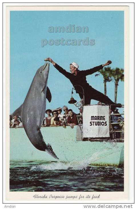 USA, St AUGUSTINE-DAYTONA FLORIDA, MARINELAND OCEANARIUM SHOW, PORPOISE JUMP, Vintage Unused Postcard C1960s [c3261] - Daytona