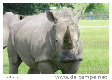 Post Stamp Card 0624 Fauna  Alligator Rhinoceros 2 - Rhinozeros