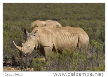 Post Stamp Card 0624 Fauna  Alligator Rhinoceros 2 - Rhinoceros