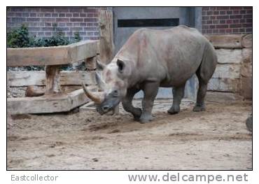 Post Stamp Card 0624 Fauna  Alligator Rhinoceros 2 - Rhinozeros