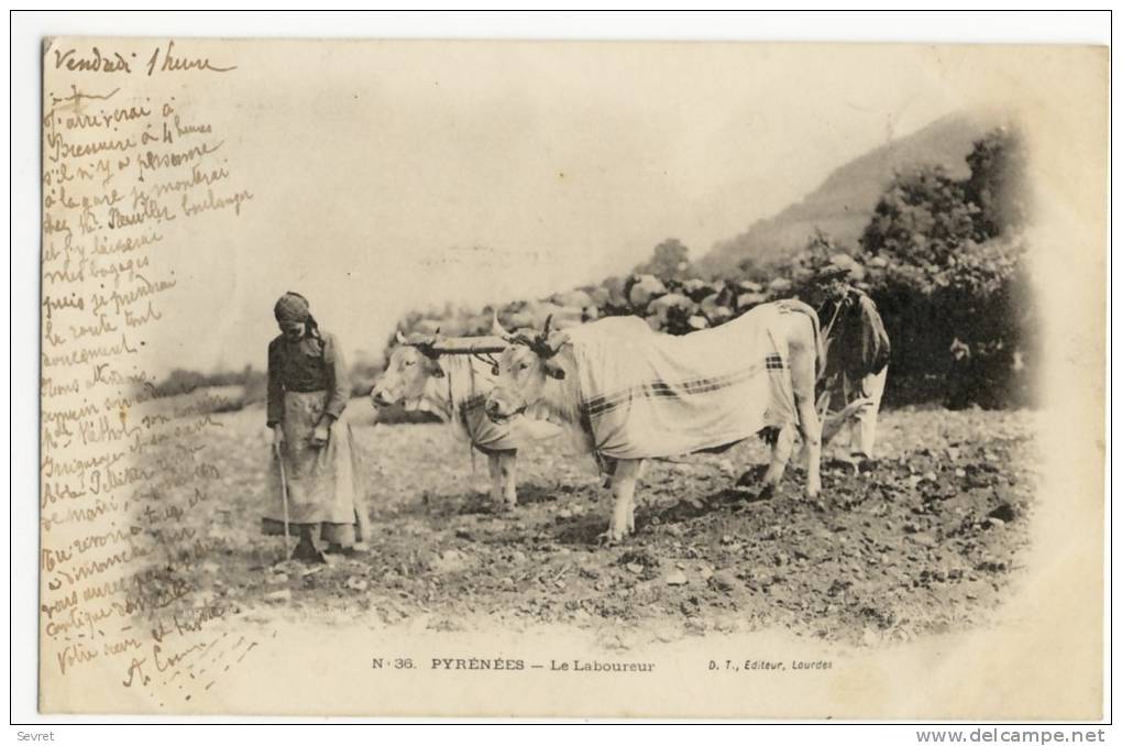 PYRENEES   - Le Laboureur  -   Bel  Attelage De Boeufs. - Attelages