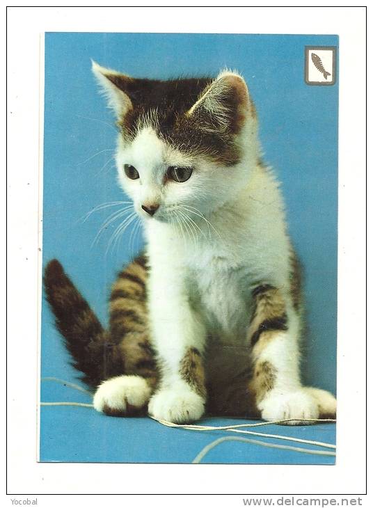 Cp, Animaux, Chaton, Voyagée 1989 - Cats