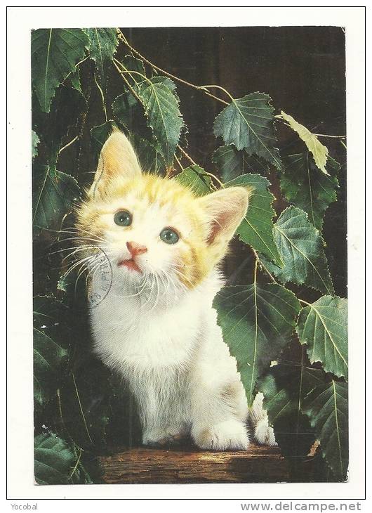 Cp, Animaux, Chaton, Voyagée 1988 - Gatti