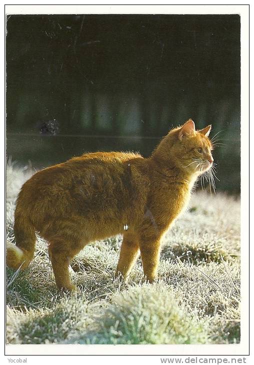 Cp, Animaux, Chat, Voyagée 1989 - Gatti