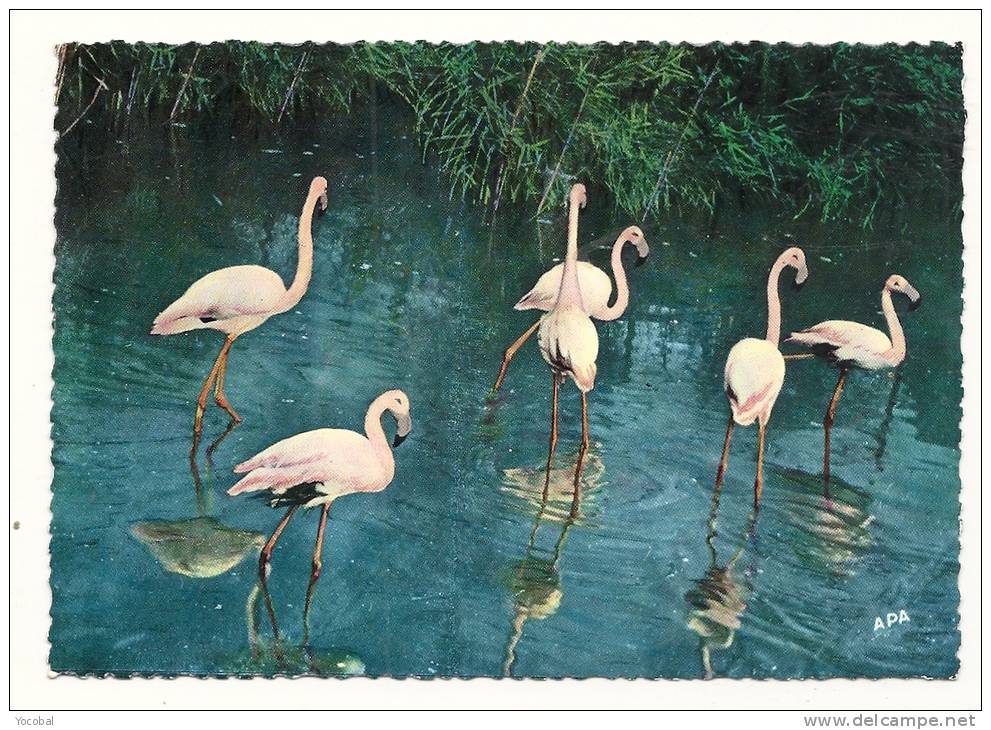 Cp, Animaux, Oiseaux, En Camargue, Les Flamants Roses, Voyagée - Pájaros