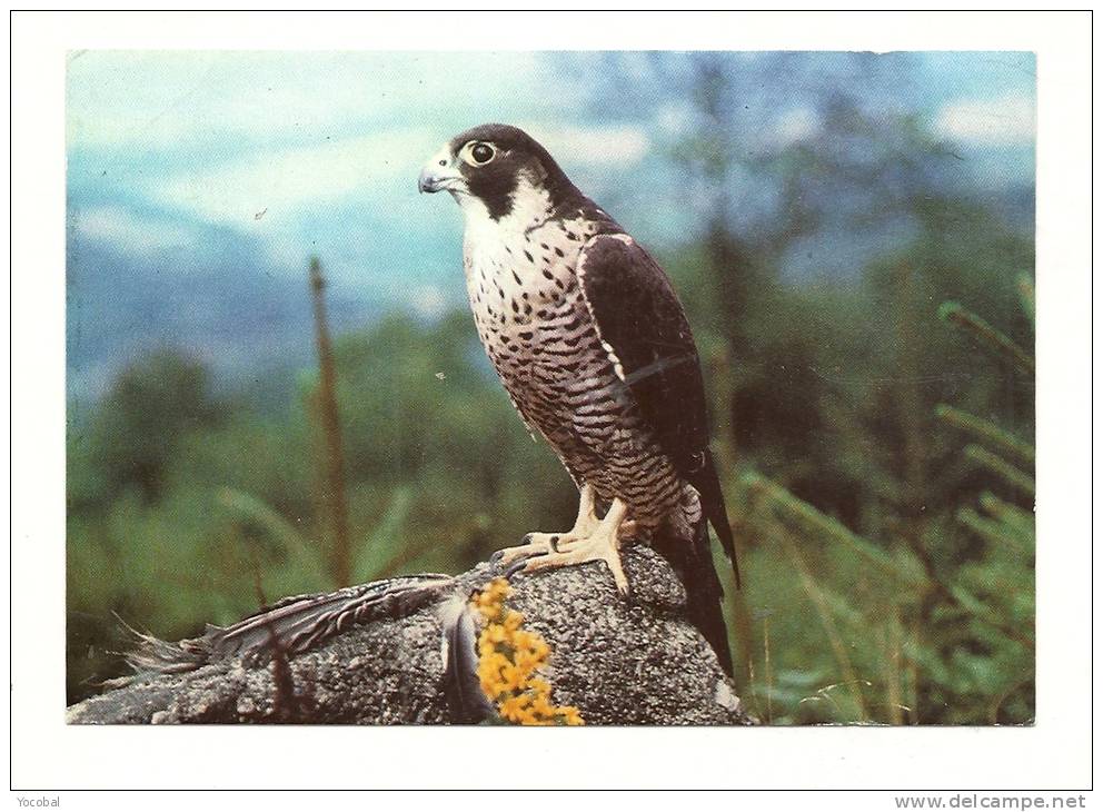 Cp, Animaux, Oiseaux, Rapace, Voyagée 1989 - Vogels