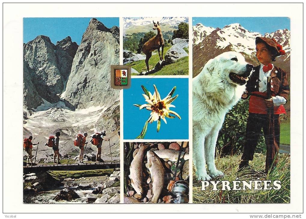 Cp, Animaux,  Elevage Du Domaine Des Coustères, Lourdes (65), Multi-Vues, Voyagée 1988 - Chiens