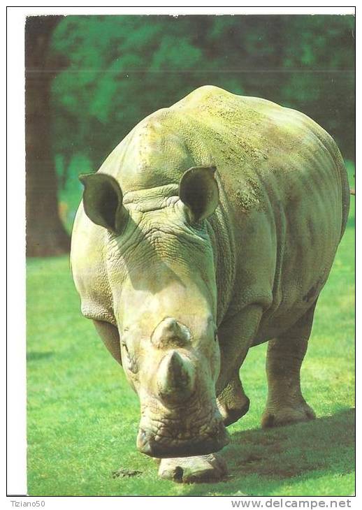 RINOCERONTE  AFRICA .FG-E1131 - Rhinozeros