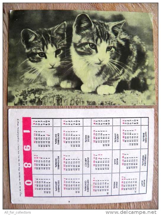 Small Calendar From USSR Latvia1980,  Cat Chat - Kleinformat : 1971-80