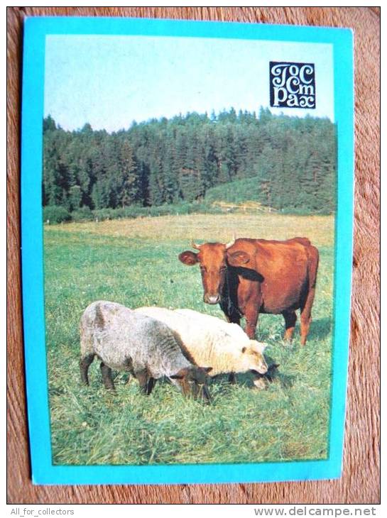 Small Calendar From USSR Latvia1980,  Animals Cow Sheap - Tamaño Pequeño : 1971-80