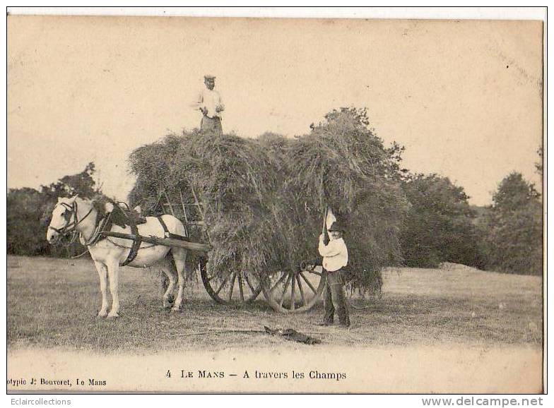 Le Mans   72     Agriculture Ramassage Du Foin   Attelage Cheval - Le Mans