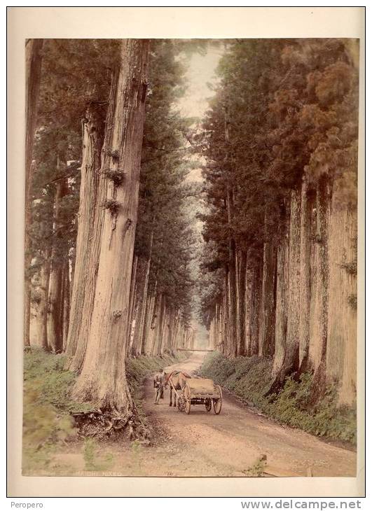 PHOTOGRAPHS Nikk&#333; National Park, In Nikk&#333;, Tochigi  SUGI OF IMAICHI NIKKO ,CARDBOARD SIZE 20 X 26 Cm - Other & Unclassified