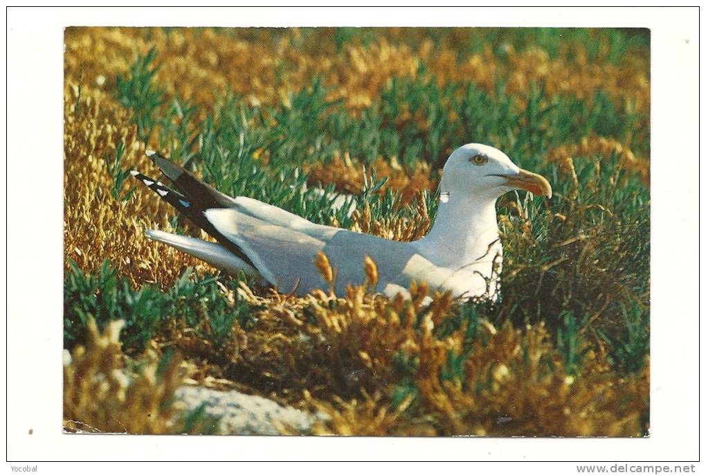 Cp, Oiseaux, Goëland Argenté, Voyagée - Pájaros