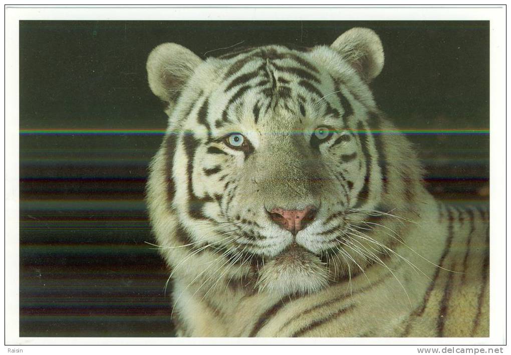 Tigre Blanc "Gorby" (Panthera Tigris Altaïca) Zoo Parc De Beauval St-Aignan - Sur- Cher  BE - Tigres