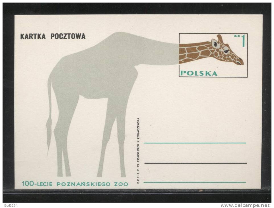 POLAND PC 1974 100 YEARS OF POZNAN ZOO MINT GIRAFFE Cp 598 - Giraffes