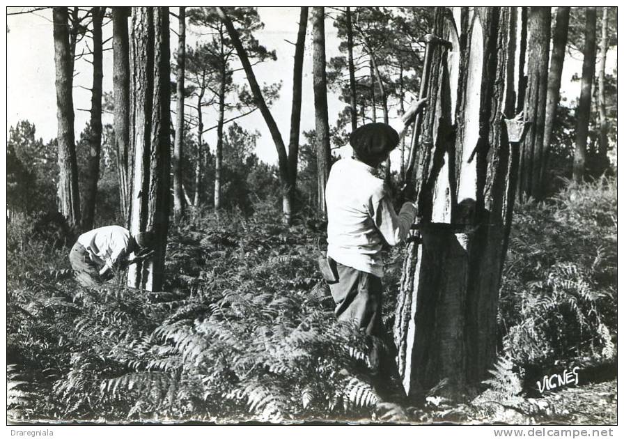 Visage Des Landes - Le Gemmeur - Soustons