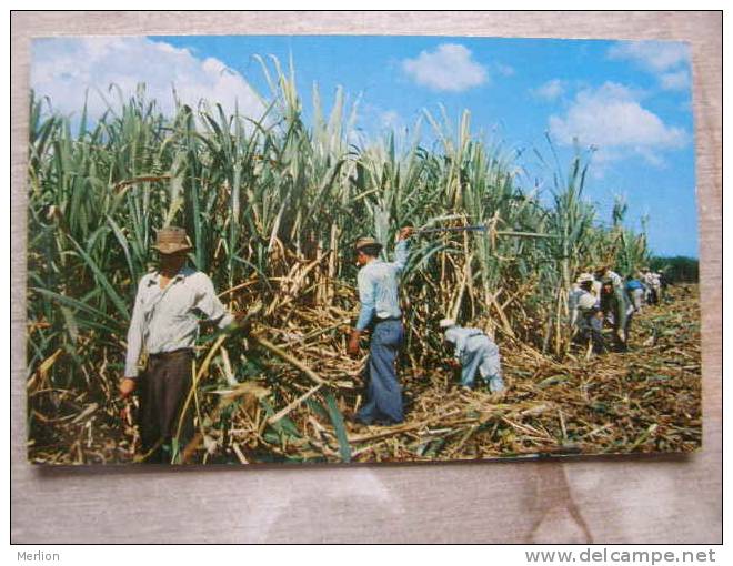 Puerto Rico -Cutting Sugar Cane -    D91303 - Puerto Rico