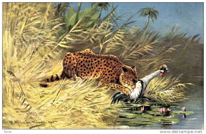 Illustrateur Animalier A. Müller - Léopard -1906 ( Voir Verso ) - Müller, August - München