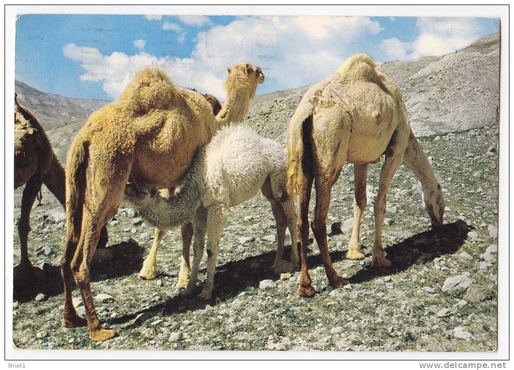 AFRICA LIBYA THE CAMELS Nr. 69 BIG POSTCARD 1976. - Libya