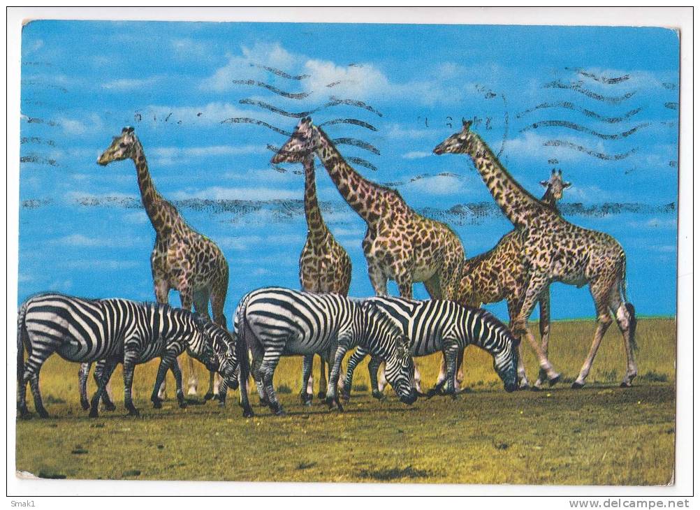 ANIMALS ZEBRAS AND GIRAFFE Nr. 374 BIG POSTCARD 1991. - Cebras