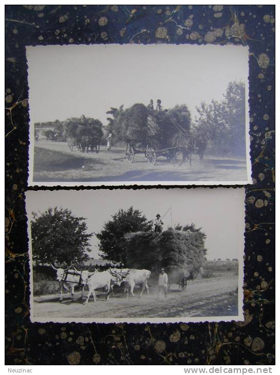 Serbia-PHOTO-village-agricultural Works-8 Photo-cca 1950       (k-2) - Andere & Zonder Classificatie