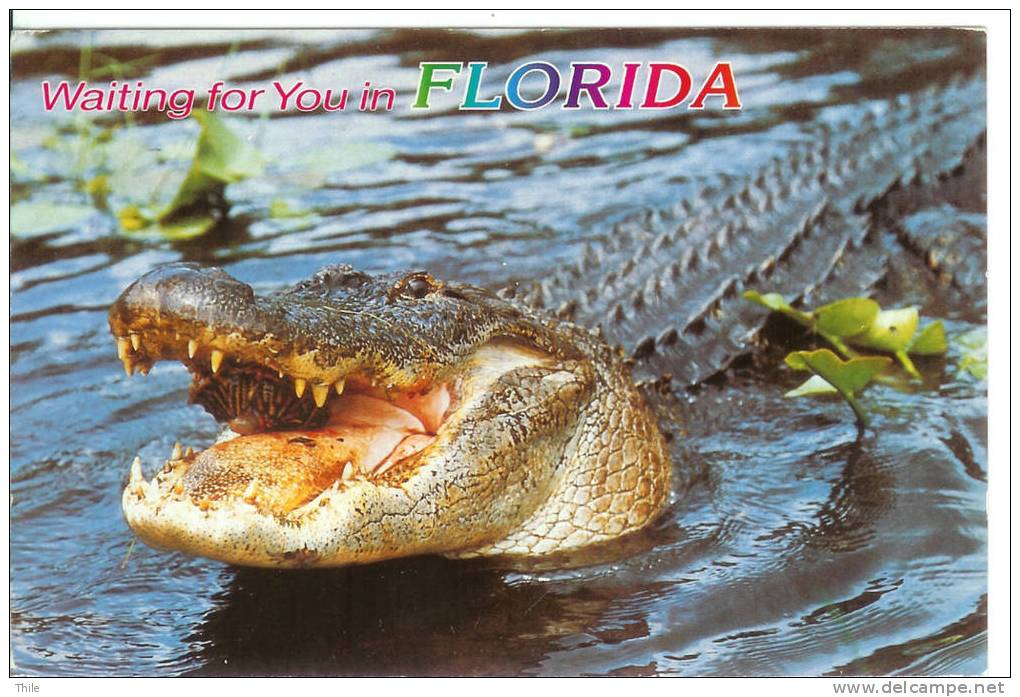 FLORIDA - Alligator - Autres & Non Classés