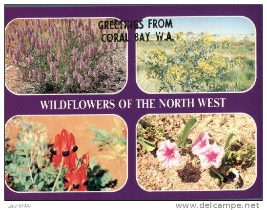(425) Australia - WA - Coral Bay Wild Flowers - Sonstige & Ohne Zuordnung