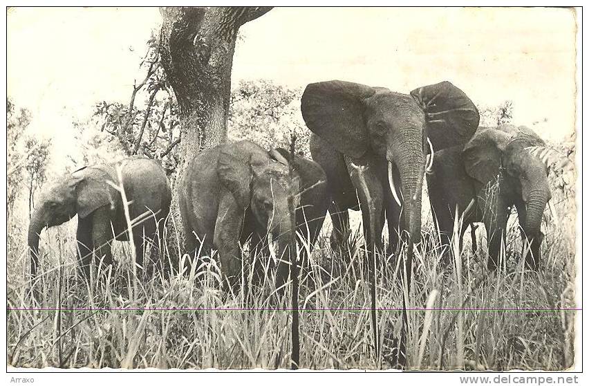 AF002 - Faune Africaine - Elephant Elefante - Cameroon