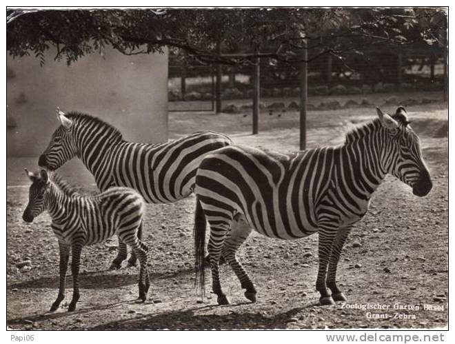 Jardin Zoologique De Bale En Suisse. Zebres. (grant Zebra) - Zebras