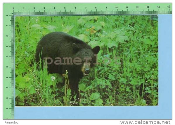 Sundridge Ontario Canada ( Canadian Black Bear ) Post Card Carte Postale - Ours